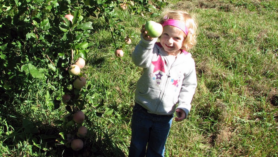 Apple Picking at Hick’s Orchard